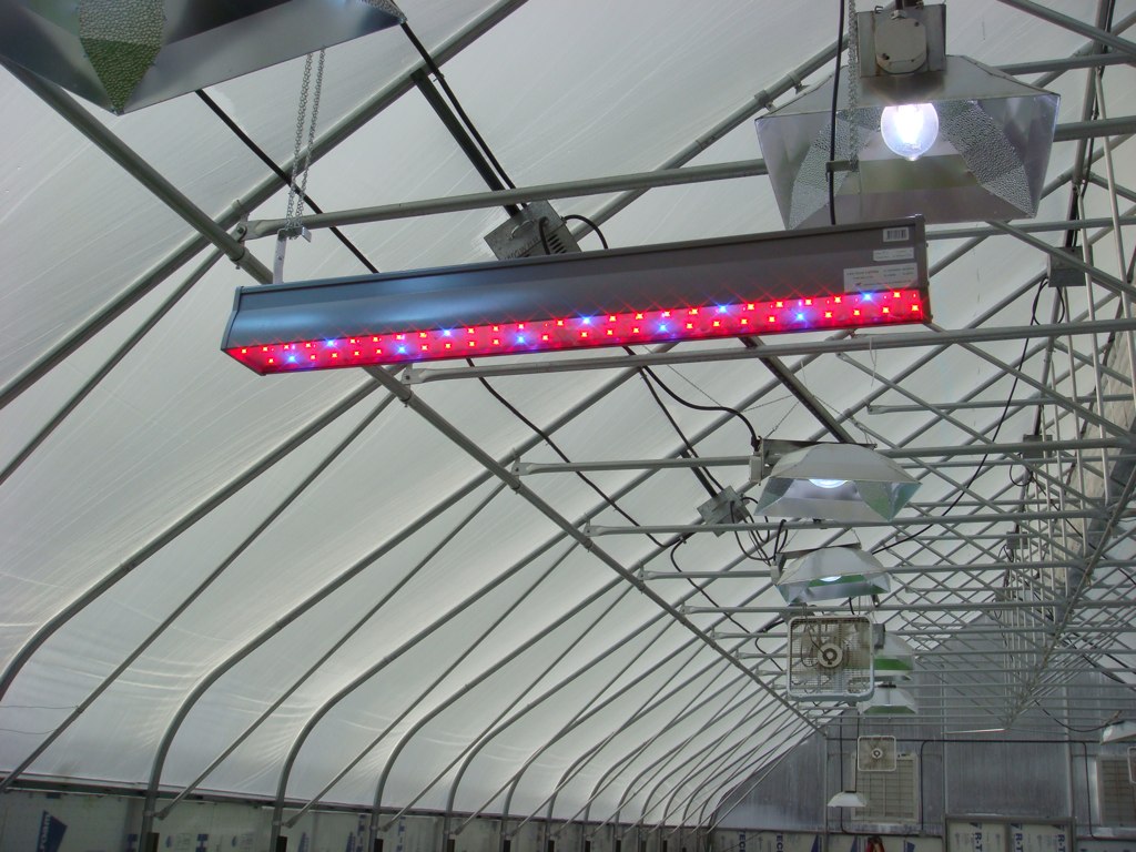 8 Reasons to Grow with LED Lights